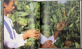 Hashish.